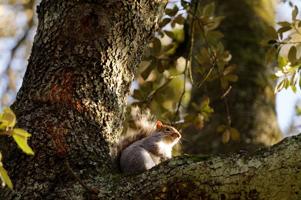 Écureuil sur un arbre en automne — Photo