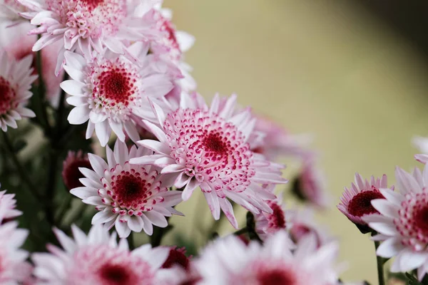 Piękny różowy chrysanthemum jako obraz tła — Zdjęcie stockowe