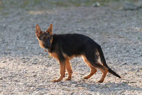 Mladý německý ovčák - mokrý pes — Stock fotografie