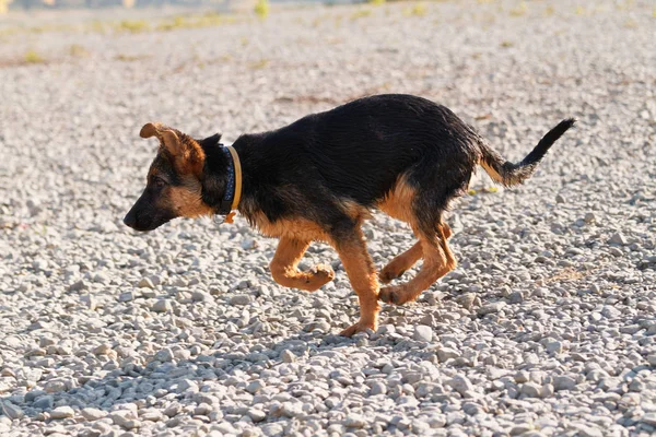 Junger Schäferhund - nasser Hund — Stockfoto