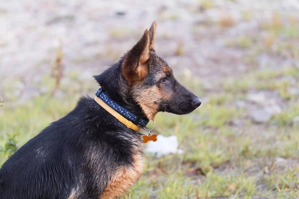 Ung tysk herdehund - våt hund — Stockfoto