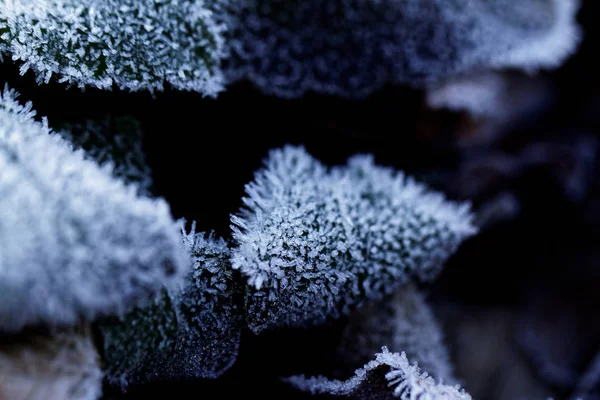 Höstlöv på en gren i frostnålar. — Stockfoto