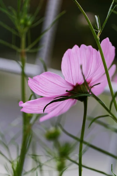 Kosmos bipinnatus - Kosmos kwiat — Zdjęcie stockowe