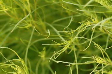 Doğal yeşil arkaplan