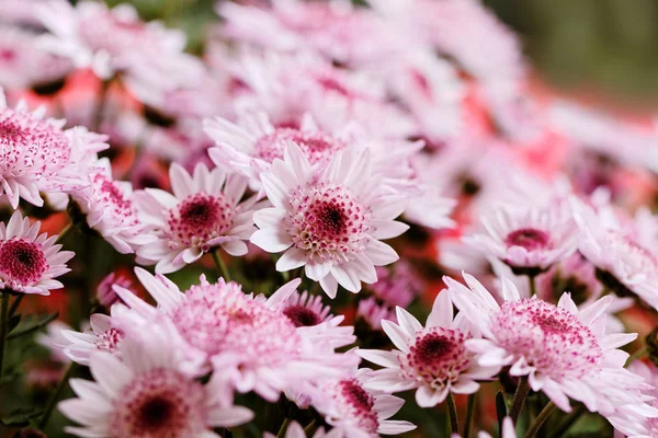 Beautiful pink chrysanthemum as background picture — Stock Photo, Image