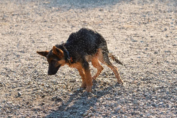 Jeune chien de berger allemand - chien humide — Photo