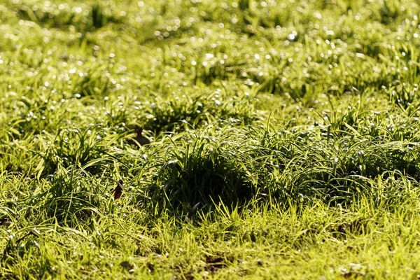 Nahaufnahme des grünen Rasens — Stockfoto