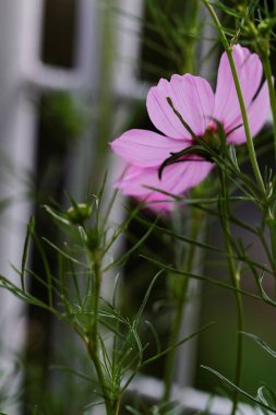 Kozmos bipinnatus - Kozmos çiçeği