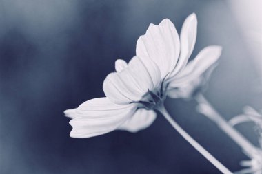 Kozmos bipinnatus - Kozmos çiçeği