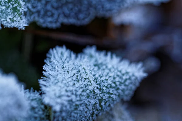 Autumn leaf on a branch in frost needles. — Stock Photo, Image