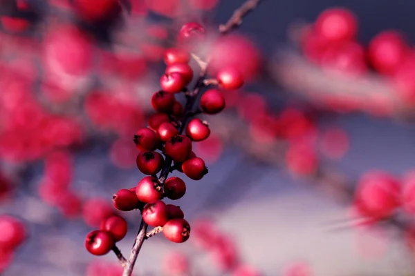 Cotoneaster Busch -Detailfoto — Stockfoto