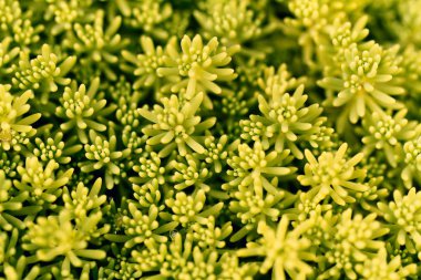Sedum Rupestre bitkisi