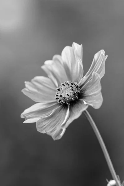 Cosmos bipinnatus - Cosmos flower — Stock Photo, Image