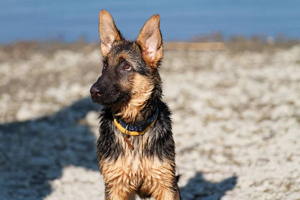 Молодая немецкая овчарка - мокрая собака — стоковое фото