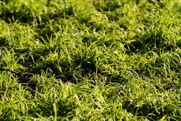 Foto da vicino dell'erba verde — Foto Stock