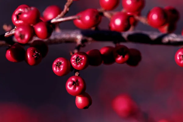 Cotoneaster bush -detail photo — Stock Photo, Image