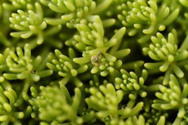 Sedum Rupestre bitkisi