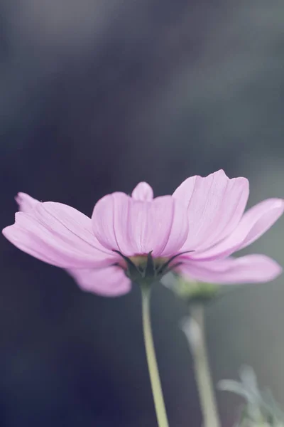 Cosmos bipinnatus - Cosmos flower — Stock Photo, Image