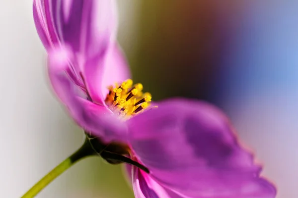 Kozmos bipinnatus - Kozmos çiçeği — Stok fotoğraf