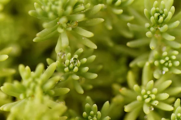 Sedum rupestre növény — Stock Fotó