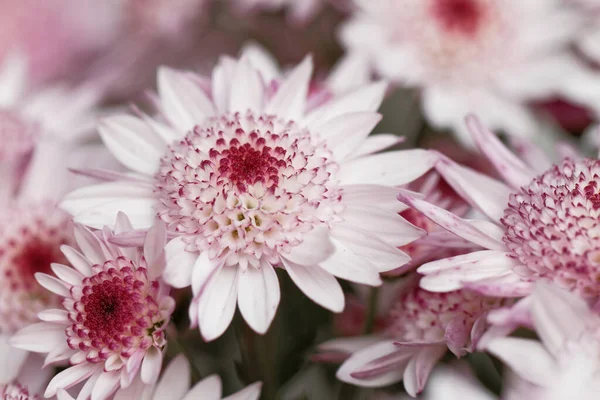 Bella rosa crisantemo come immagine di sfondo — Foto Stock