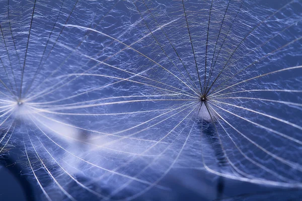 Dandelion seed - macro photo — Stock Photo, Image