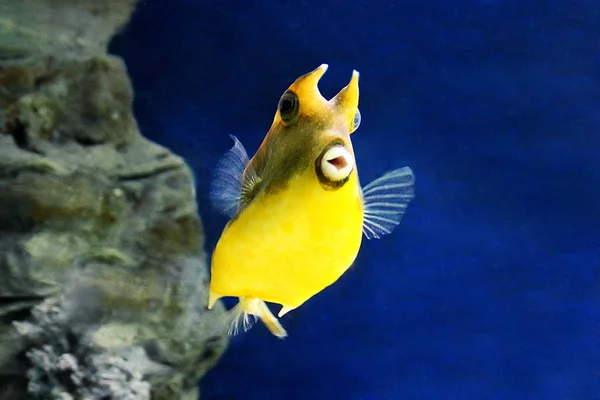 Peces amarillos en el océano —  Fotos de Stock