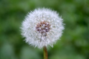 Parkta olgun karahindiba