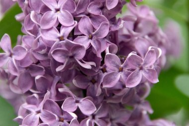  Pencerenin altında leylak dalı