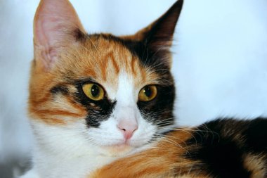  Zarif üç renkli kedi