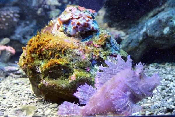 Algas multicolores —  Fotos de Stock