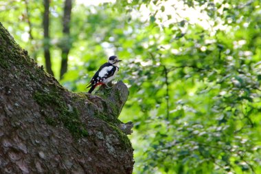 Bir ağaç parkta oturan ağaçkakan