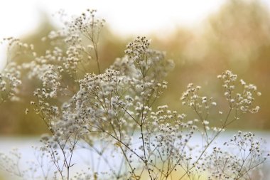 Doğal bir arka plan üzerinde kuru bitki