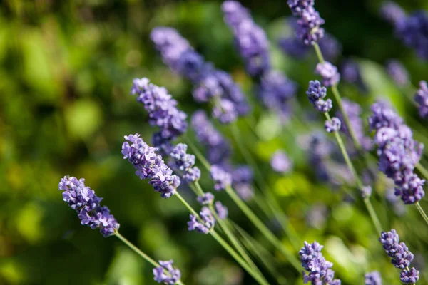 Wild lavender flowers