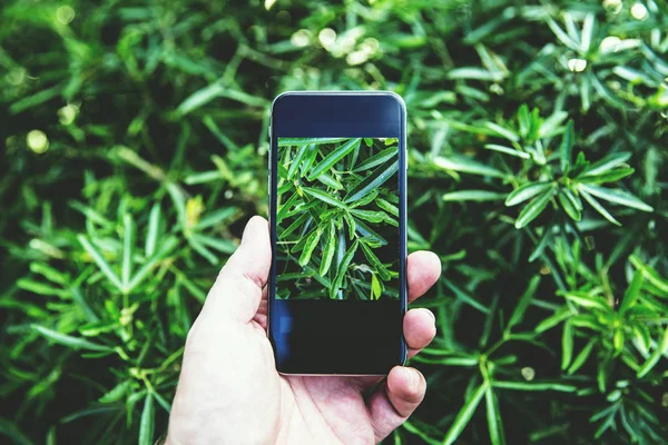 Homem tirando foto de planta com câmera — Fotografia de Stock