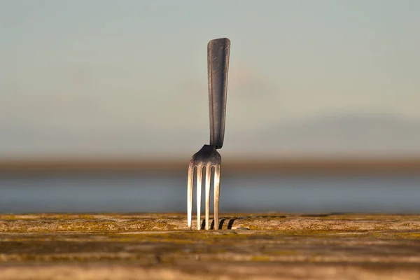 Hongerig op het strand. Stockfoto