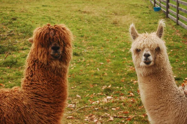 Twee Alpaca's lachen Stockfoto