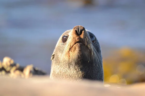 Nieuwsgierig zegel op zoek uit water — Stockfoto