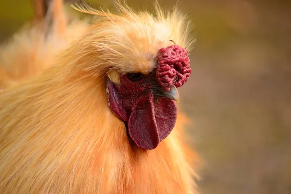 Besondere Hühnerrasse — Stockfoto