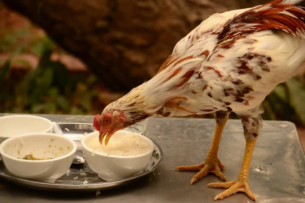 Gut gefüttertes Huhn (Bio) — Stockfoto