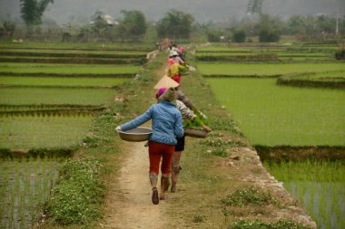 Pirinç alanında (Vietnam çalışan kadınlar)