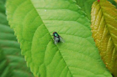 Yeşil yapraklar üzerinde küçük sinek