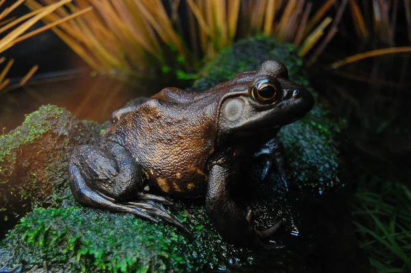 Dunkelbraunes Froschmännchen — Stockfoto