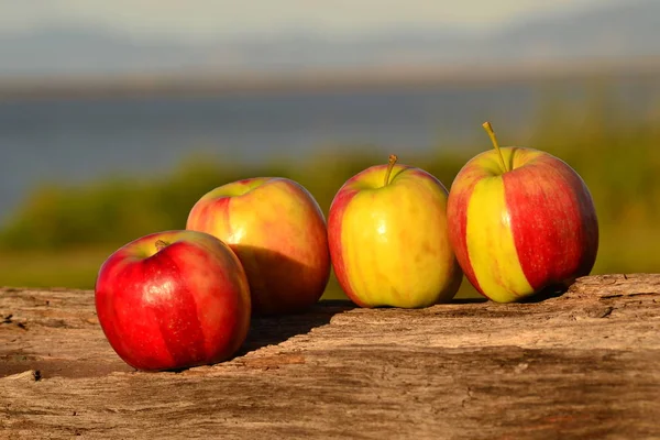 Four striped apples at the sea shore
