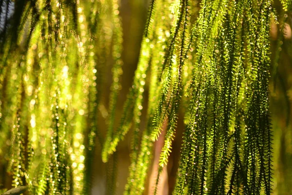 Parlak ışık iğne yapraklı ağaç