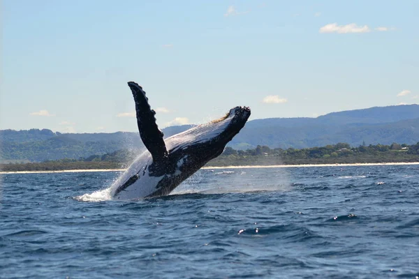 Bultrug in Byron Bay Stockafbeelding