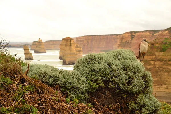 Grote Oceaan road, Australië, Oceanië Stockafbeelding