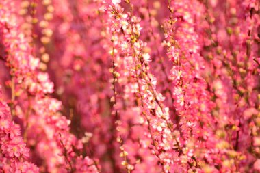 Çalılar Pembe çiçek