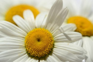 Oxeye yakın çekim (ile diğer oxeyes içinde belgili tanımlık geçmiş)