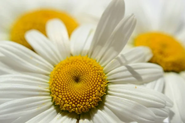 Oxeye Nahaufnahme (mit anderen oxeyes im Hintergrund)) — Stockfoto